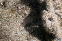 Metapenaeopsis goodei (Velvet Shrimp)