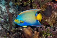 Holacanthus ciliaris (Queen Angelfish)