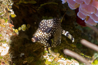 Lactophrys triqueter (Smooth Trunkfish)