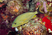 Haemulon sciurus (Bluestriped Grunt)