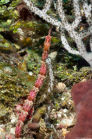 Cosmocampus albirostris (Shortfin Pipefish)