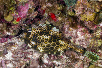 Acanthostracion polygonius (Honeycomb Cowfish)