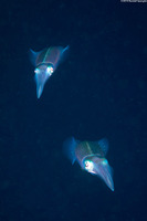 Sepioteuthis sepioidea (Caribbean Reef Squid)