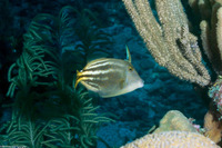 Cantherhines pullus (Orangespotted Filefish)