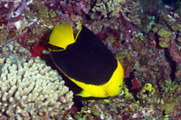 Holacanthus tricolor (Rock Beauty)