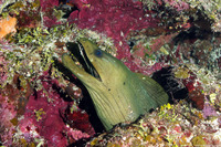Gymnothorax funebris (Green Moray)