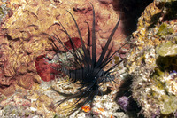 Pterois volitans (Red Lionfish)