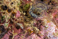 Acanthemblemaria aspera (Roughhead Blenny)
