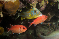 Myripristis jacobus (Blackbar Soldierfish)