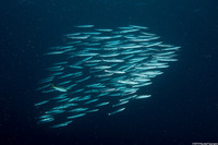 Sphyraena picudilla (Southern Sennet)