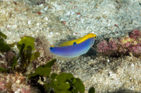 Halichoeres cyanocephalus (Yellowcheek Wrasse)
