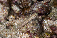 Gnatholepis thompsoni (Goldspot Goby)