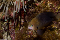 Stegastes diencaeus (Longfin Damselfish)