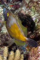 Cantherhines macrocerus (Whitespotted Filefish)
