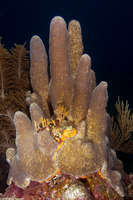 Dendrogyra cylindrus (Pillar Coral)