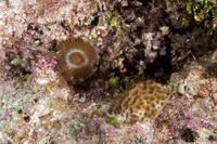 Hypsicomus sp.1 (Ruffled Feather Duster)