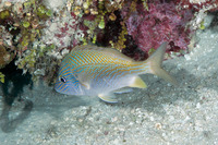 Haemulon plumierii (White Grunt)