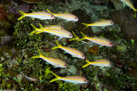 Mulloidichthys martinicus (Yellow Goatfish)