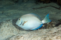 Acanthurus tractus (Ocean Surgeonfish)