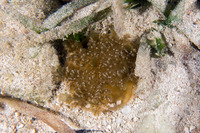 Cassiopea xamachana (Upsidedown Jelly)
