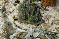 Ricordea florida (Florida Corallimorph)