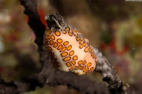 Cyphoma gibbosum (Flamingo Tongue)