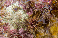 Echinometra viridis (Reef Urchin)