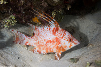 Lachnolaimus maximus (Hogfish)