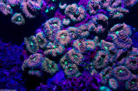 Ricordea florida (Florida Corallimorph)