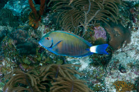 Acanthurus chirurgus (Doctorfish)