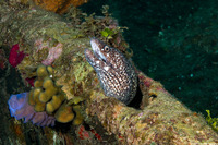 Gymnothorax moringa (Spotted Moray)