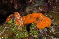 Agelas clathrodes (Orange Elephant Ear Sponge)