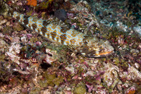 Synodus intermedius (Sand Diver)