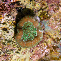 Scolymia wellsii (Solitary Disc Coral)