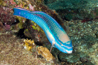 Scarus taeniopterus (Princess Parrotfish)