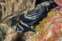 Equetas punctatus (Spotted Drum)