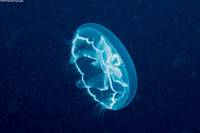 Aurelia aurita (Moon Jelly)