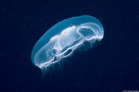 Aurelia aurita (Moon Jelly)