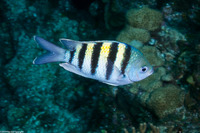 Abudefduf saxatilis (Sergeant Major)
