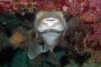 Diodon hystrix (Porcupinefish)