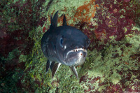 Sphyraena barracuda (Great Barracuda)