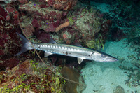 Sphyraena barracuda (Great Barracuda)
