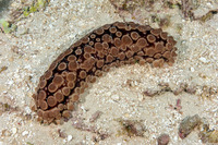 Eostichopus arnesoni (Conical Sea Cucumber)