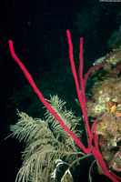 Amphimedon compressa (Erect Rope Sponge)