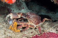 Maguimithrax spinosissimus (Channel Clinging Crab)