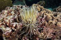 Condylactis gigantea (Giant Anemone)
