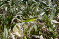 Halichoeres poeyi (Blackear Wrasse)