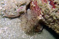 Bispira sp.4 (Bispira sp.4)