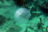 Mitrocoma cellularia (Cross Jelly)