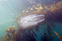 Leucothea pulchra (Leucothea Pulchra)